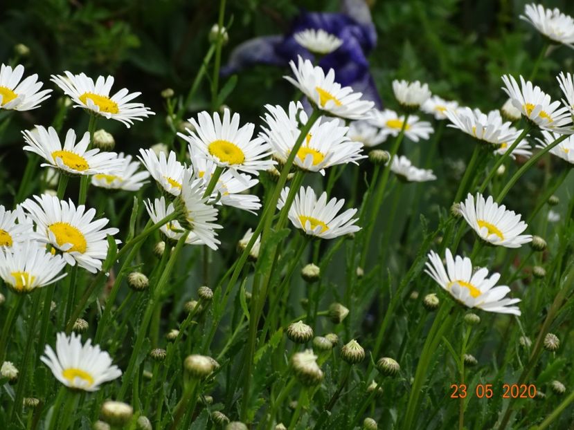 margarete - Dobarland 2020 3