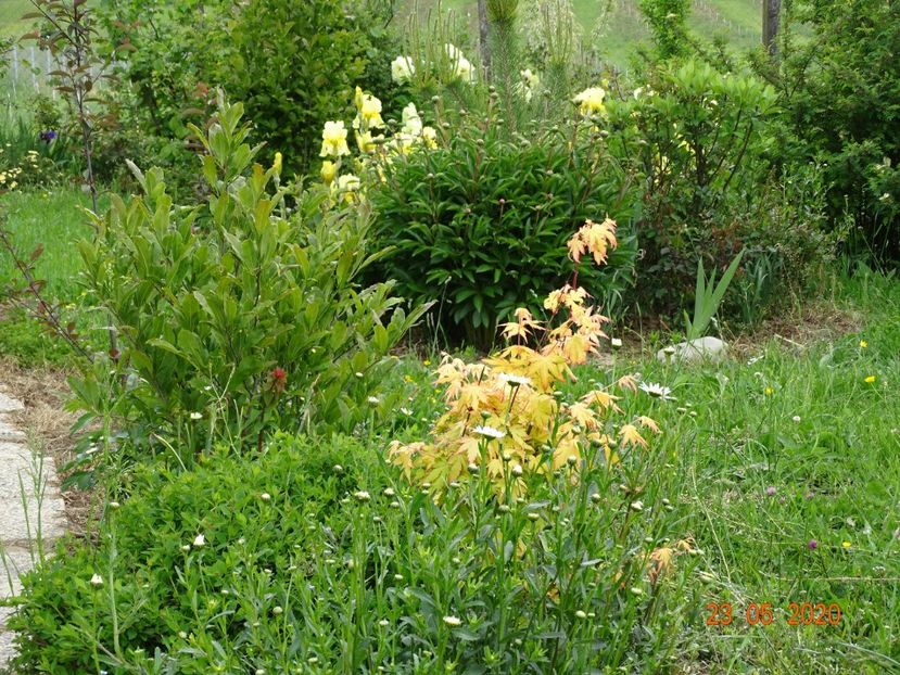 acer palm. Sango-kaku si irisi Sangreal - Dobarland 2020 3