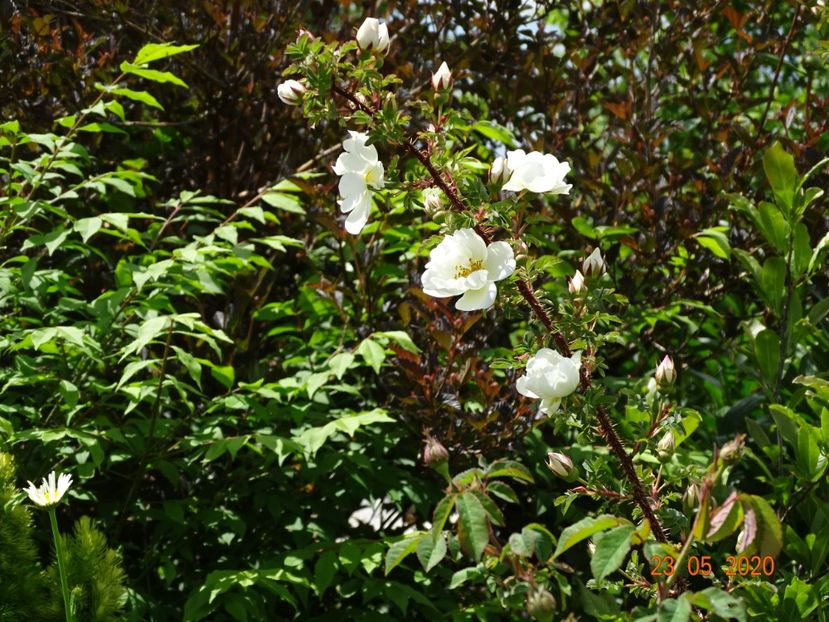 rosa spinosissima Altaica - Dobarland 2020 3