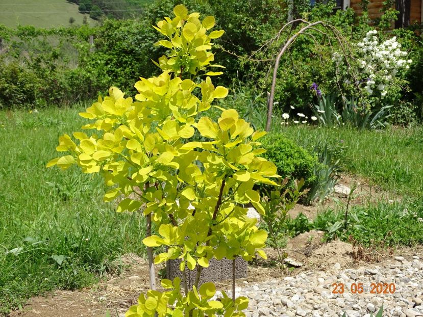 cotinus coggyria Golden Spirit - Dobarland 2020 3