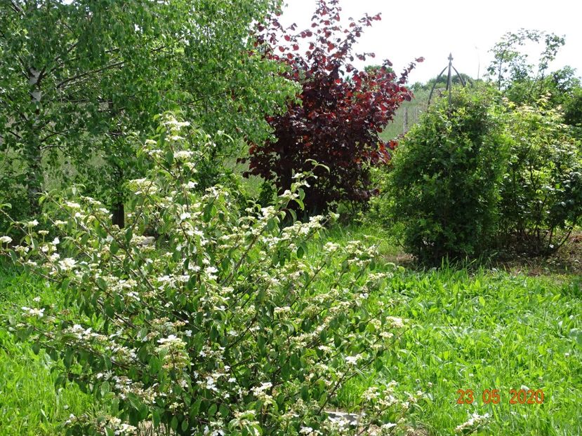 viburnum tomentosum - Dobarland 2020 3