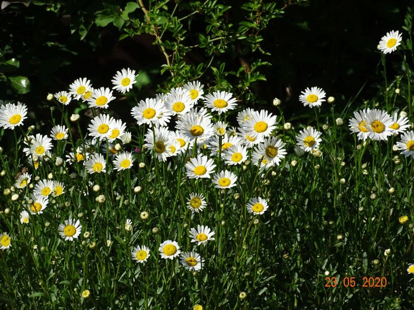 margarete - Dobarland 2020 3