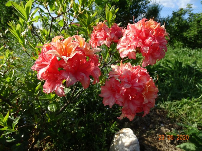 azalea Corneille - Dobarland 2020 3