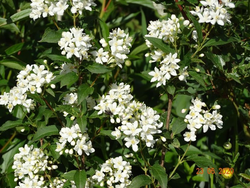 deutzia lemoinei - Dobarland 2020 3