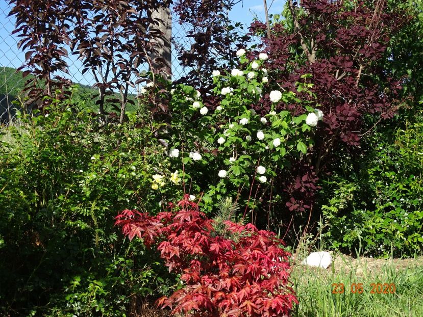 acer palm. Beni Maiko - Dobarland 2020 3