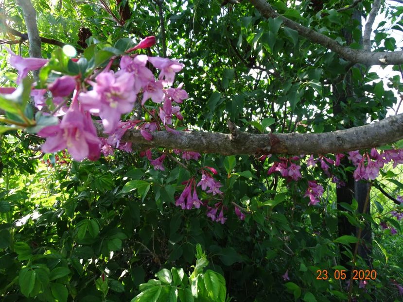 weigela Pink Princess - Dobarland 2020 3