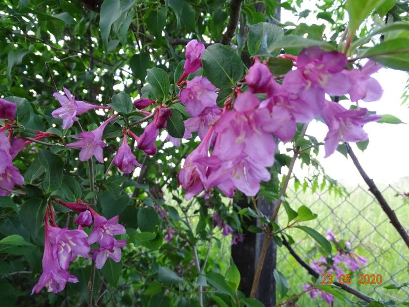 weigela Pink Princess - Dobarland 2020 3