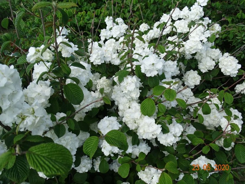 viburnum plicatum Popcorn - Dobarland 2020 3