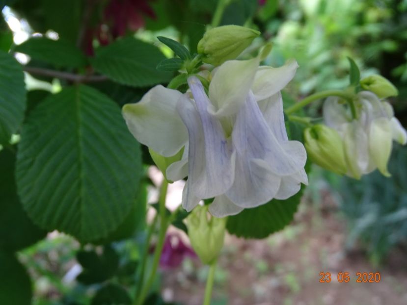 aquilegia - Dobarland 2020 3