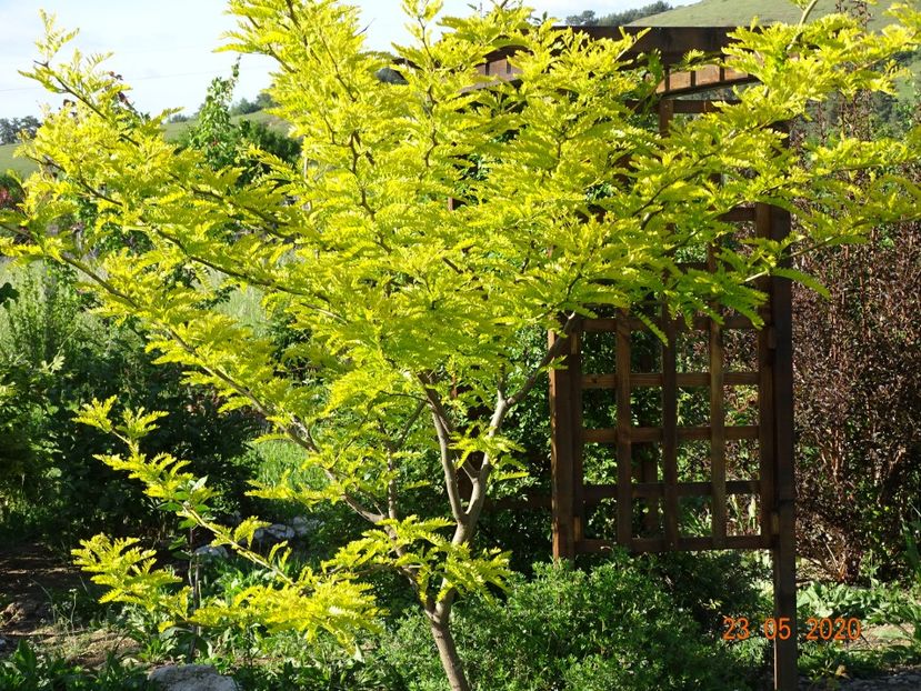 gleditsia Sunburst - Dobarland 2020 3