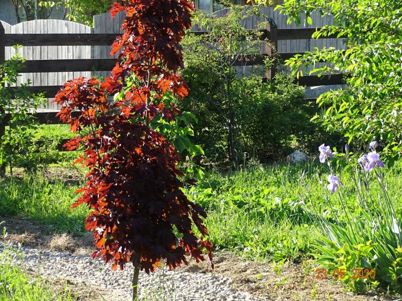 acer Crimson Sentry - Dobarland 2020 3