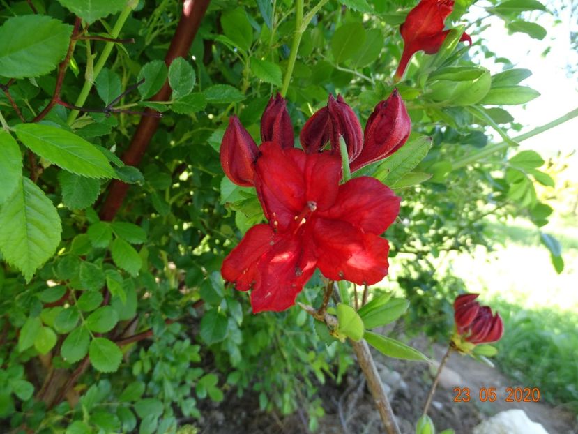 azalea Doloroso - Dobarland 2020 3