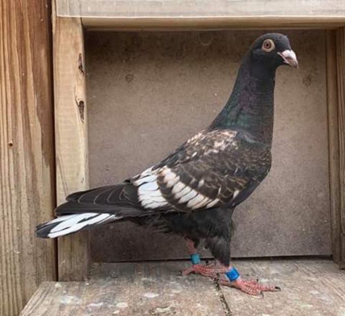  - NU AMI APARTIN 2020