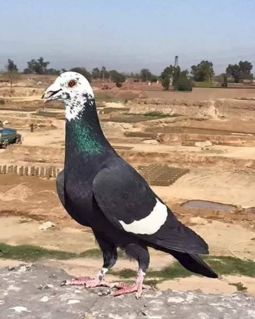  - NU AMI APARTIN 2020