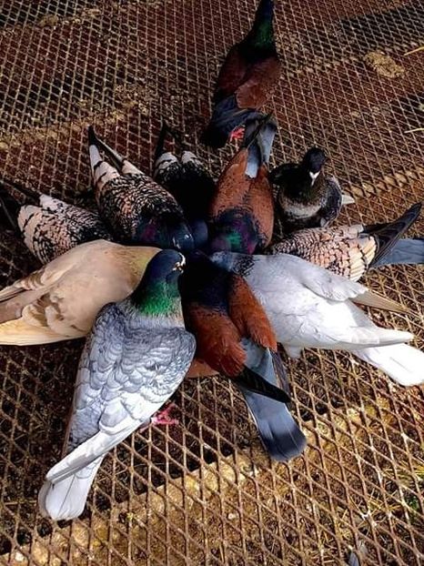  - NU AMI APARTIN 2020