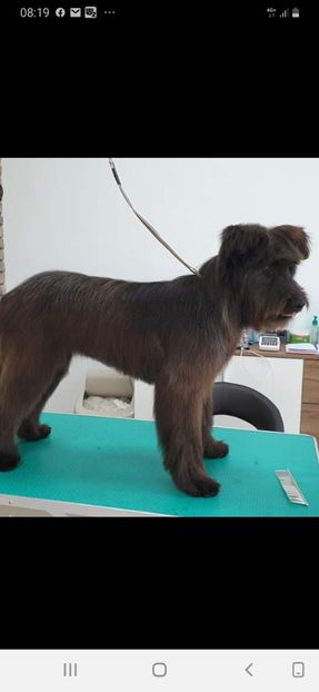Waèller Grey - BRIARD Ciobanesc de BRIE