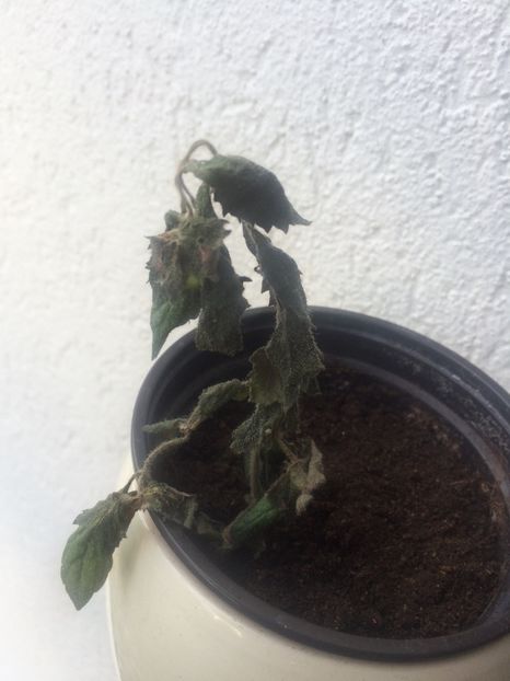 24.05.2020 - Probleme