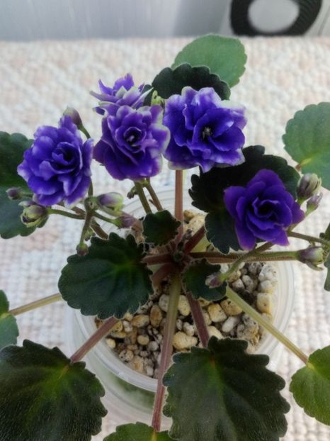 29 apr - Optimara Little Moonstone