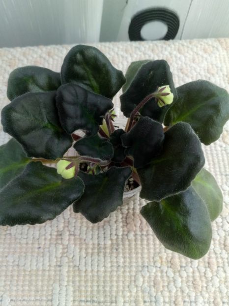 3 mai - ZZ LE Banananoviy Desert