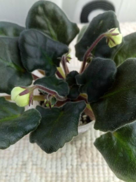 3 mai - ZZ LE Banananoviy Desert