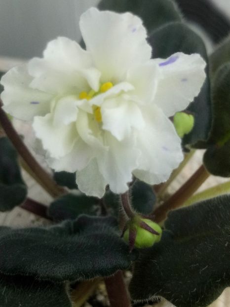 7 mai - ZZ LE Banananoviy Desert