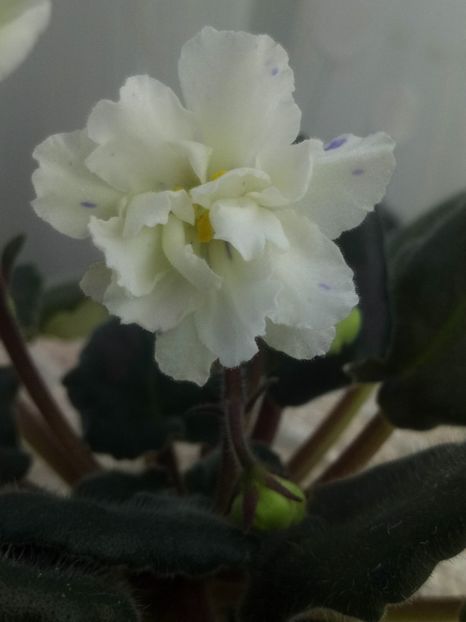 7 mai - ZZ LE Banananoviy Desert