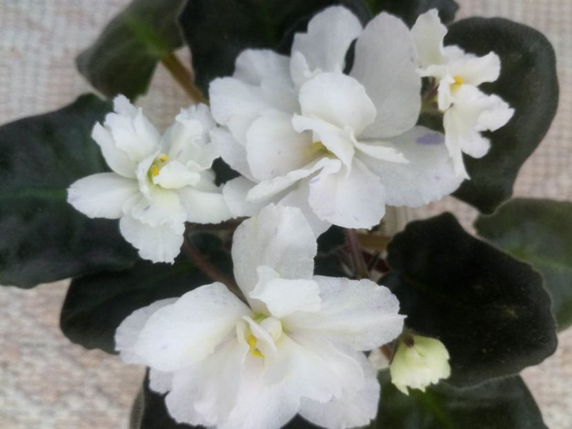 15 mai - ZZ LE Banananoviy Desert