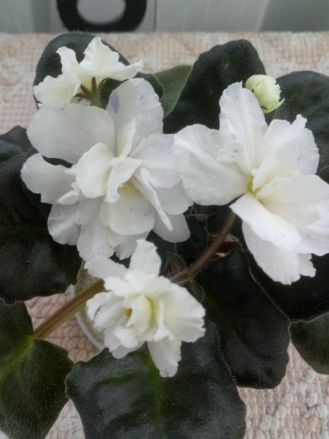 15 mai - ZZ LE Banananoviy Desert