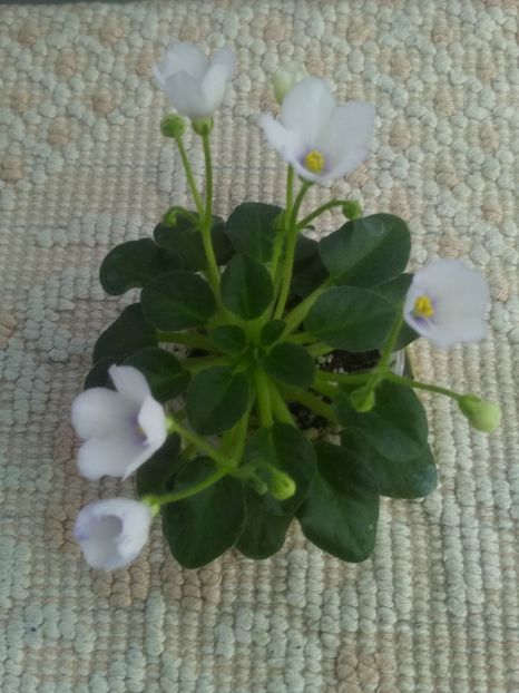 7 mai - Honeymoon Trail