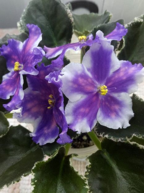 15 mai - VaT Tsar Goroh