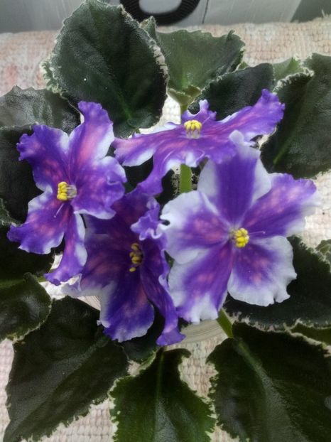 15 mai - VaT Tsar Goroh