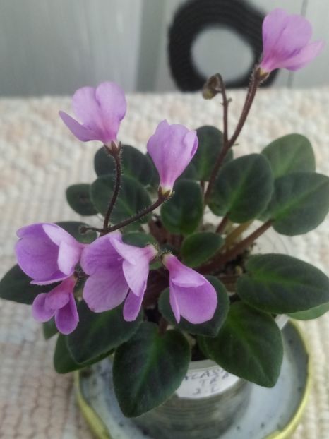 7 mai - Flashy Trail