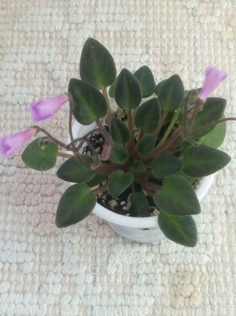 21 mai - Flashy Trail