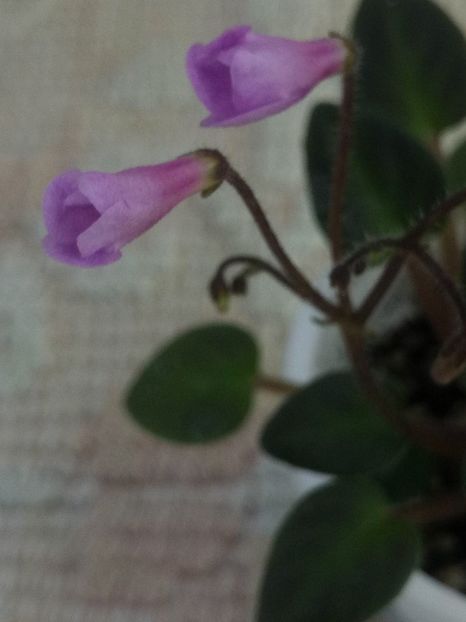 21 mai - Flashy Trail