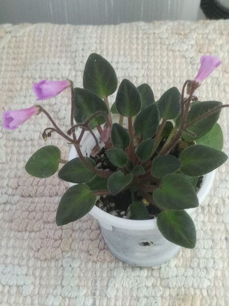 21 mai - Flashy Trail