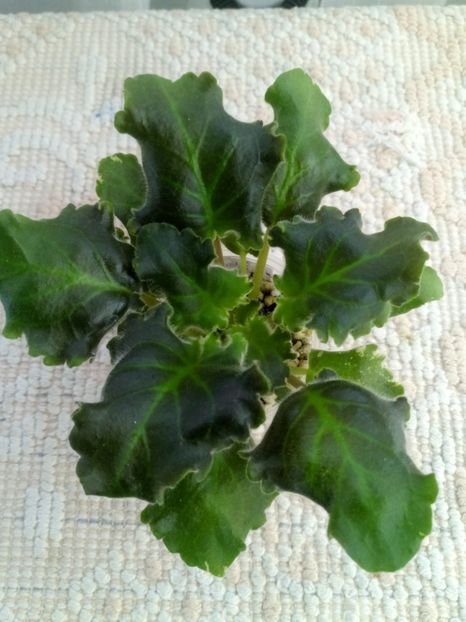 3 mai - LE Sedoj Graf