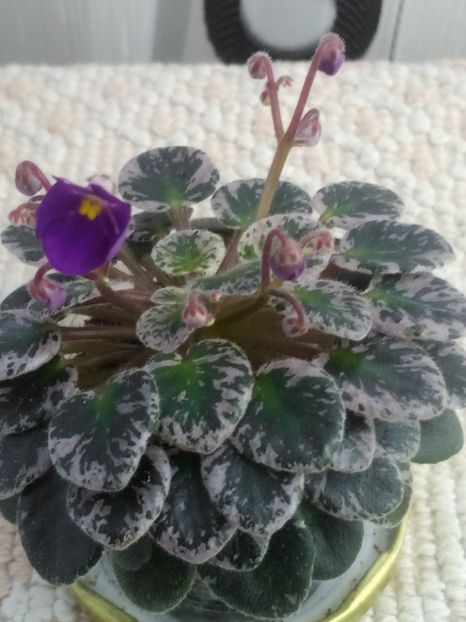 7 mai - Lil Ballerina