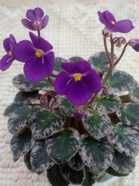 15 mai - Lil Ballerina