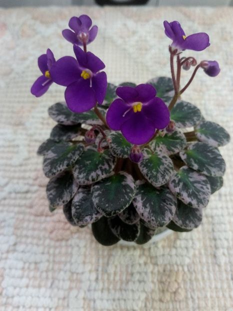 15 mai - Lil Ballerina