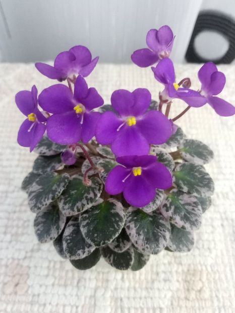 21 mai - Lil Ballerina