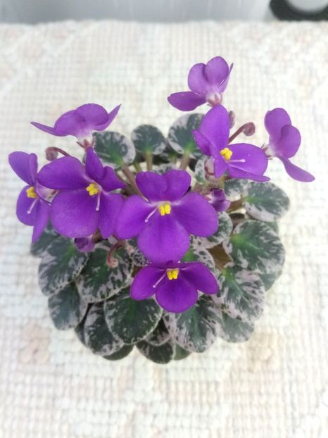 21 mai - Lil Ballerina