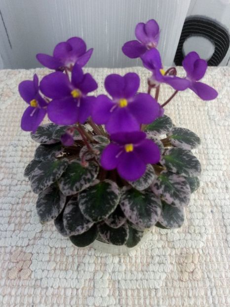 21 mai - Lil Ballerina