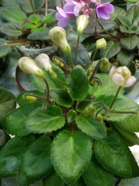 15 mai - Morgan s Sweet Patootie