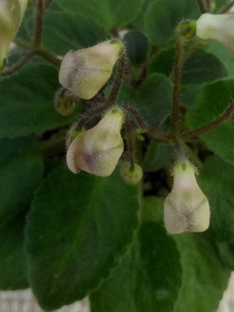 21 mai - Morgan s Sweet Patootie