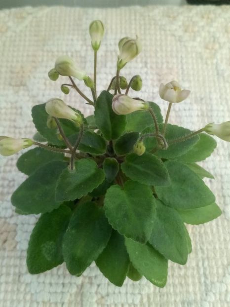 21 mai - Morgan s Sweet Patootie