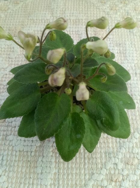 21 mai - Morgan s Sweet Patootie