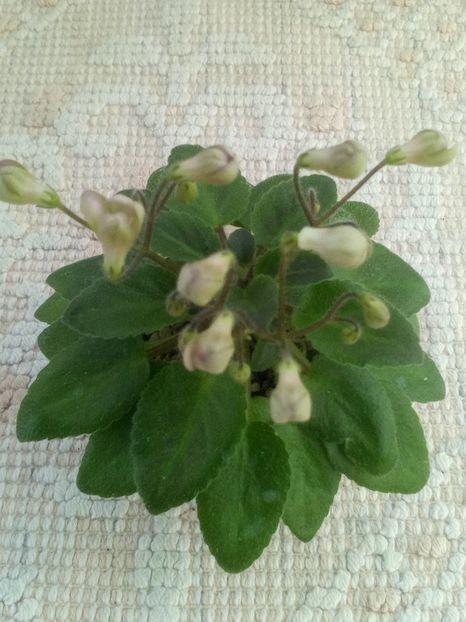 21 mai - Morgan s Sweet Patootie