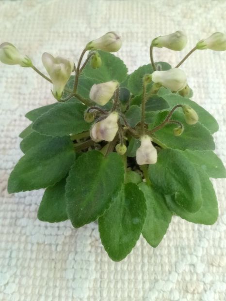 21 mai - Morgan s Sweet Patootie