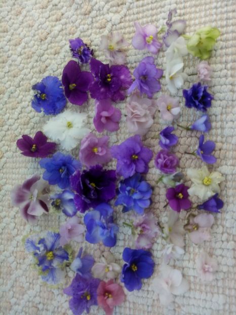 29 apr - A Violete Africane