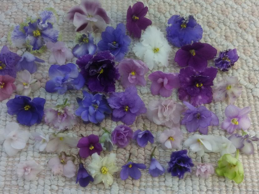 29 apr - A Violete Africane